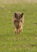 BROWN HARE 017